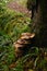 Autumn moss, fungus and leaf fall