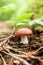 Autumn moss mushroom in forest, brown boletus