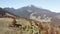 Autumn mountain forest panorama, drone view