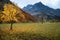 Autumn mountain landscape in the Alps with maple tree