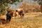 Autumn mountain landscape with cows.