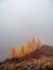 Autumn mountain slope with golden larches. Atmospheric forest landscape with coniferous trees in low clouds in autumn rainy