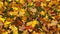 autumn multi-colored maple foliage. View from above. Slow motion video.