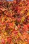 Autumn multicolor wild grape pattern background