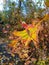 Autumn multicolored leaf in the forest