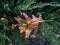 Autumn multicolored leaf in the forest