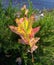 Autumn multicolored leaf in the forest