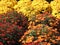 Autumn mums