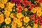 Autumn Mums or Chrysanthemums flower background