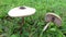 Autumn mushroom field. Macro lepiotes in the forest, one fallen by the wind, another giant growing macro lepiotes