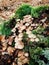 Autumn Mushroom in the forest of Fontainebleau, France