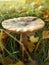 Autumn mushroom with golden glow