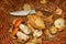 Autumn mushroom picking mushroom basket and knife cut mushroom in the basket