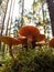 Autumn mushrooms