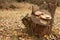 Autumn mushrooms around an old stump. Autumn in the garden. Old apple tree stump.