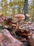 Autumn mushrooms, autumn forest, autumn aesthetic