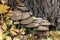 Autumn mushrooms on the edge of the tree.