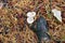 Autumn mushrooms in the spruce forest