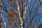 Autumn naked aspen and birches trees with blue sky