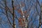Autumn naked aspen trees with blue sky