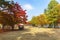 Autumn of Nami island in the morning South Korea