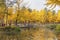 Autumn of Nami island in the morning South Korea