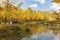 Autumn of Nami island in the morning South Korea