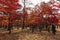 Autumn of Nami island in the morning South Korea