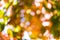 Autumn natural bokeh for background. Defocused abstract autumnal backdrop in yellow, orange and green tones. Copy space
