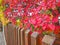 Autumn natural bokeh red bush with small rounded leaves