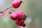 Autumn natural harvest - red ripe briar on bush, rain drops at berries.