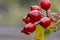 Autumn natural harvest - red ripe briar on bush, rain drops at berries.