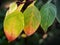 Autumn nature background. Bright colorful leaves, macro photo wi