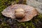 Autumn nature background. walnut on a natural background with peeled leaves and moss. close-up