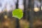 Autumn nature detail. Green leaf on bare tree branch