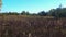 Autumn nature grass and trees landscape. Meadow in sunny day view. Autumn nature season view