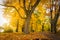 Autumn nature landscape in colorful park. Yellow foliage on trees in alley. Fall in october.