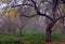 Autumn nature - misty autumn view of autumn park alley in dense fog. Autumn landscape scene - lonely autumn park alley