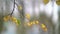 Autumn nature, thin branch of birch tree with yellowed leaves, closeup, details