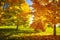 Autumn nature. Vibrant colors of autumnal park on sunny clear day. Yellow and red trees. Bright afternoon in colorful park. Fall