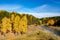 In autumn, near the birch river with yellow leaves, the shore is covered with grass