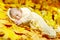 Autumn newborn baby sleeping in maple leaves.