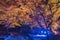 Autumn night lightup of the maple forest of the Rikugien Garden of Tokyo