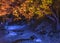 Autumn night lightup of the maple forest of the Rikugien Garden of Tokyo