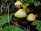 Autumn in the northern forest. The false yellow fungus Latin Hypholoma fasciculare is a poisonous mushroom from the genus Hyphol