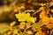 Autumn oak leaves