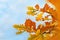 Autumn oak leaves against blue sky. Natural autumnal background. Selective focus.