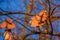 Autumn oak leaves on a branch against the blue sky. Latin name English oak Quercus robur