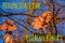 Autumn oak leaves on a branch against the blue sky. Latin name English oak Quercus robur