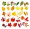 Autumn oak, maple, rowan leaf foliage fall collection vector isolated leaves set